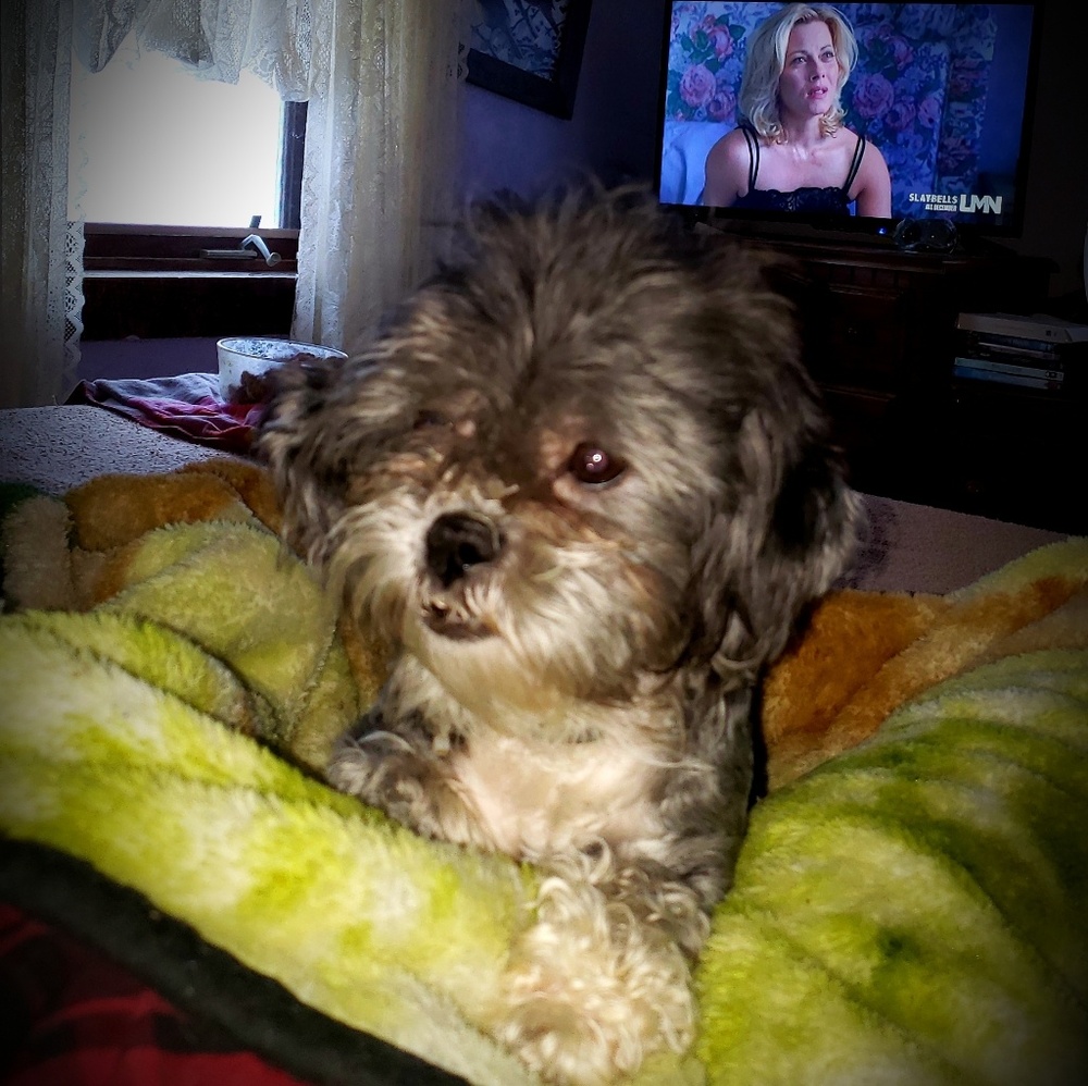 Meet your Posher, Anne